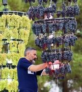 جشنواره انگور یاسوکند، فرصتی برای رونق گردشگری و اقتصاد بیجار