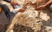آهوی زخمی پس از یک ماه درمان دوباره در طبیعت قصرشیرین رها شد