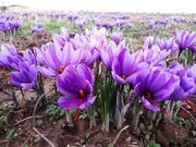 اختصاص ۱۰ هزار و ۲۳ هکتار از اراضی لرستان به کشت زعفران