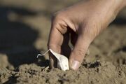 آغاز کشت سیر در ۸۰۰ هکتار از اراضی آذربایجان‌غربی