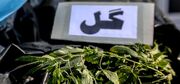 هشدار پلیس درباره ترکیبات روان‌گردان در برخی قرص‌های لاغری و عوارض مصرف گل