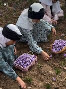 برگزاری ششمین جشنواره استانی زعفران روستای آسفیج