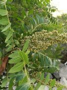 آماده‌سازی ۳ پرونده طبیعی استان ایلام برای ثبت در فهرست آثار ملی