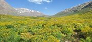 کوه‌گل و چشمه‌میشی؛ شاهکارهای بی‌بدیل در پایتخت برف، آفتاب و آرامش ایران + فیلم