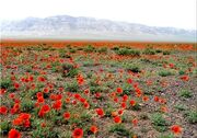 پیشنهاد ایجاد مجموعه بزرگ گردشگری و بوم‌گردی در اخترآباد ملارد