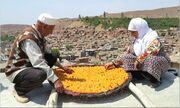 ثبت جشنواره برداشت آلوی شهر خرو (خور) در تقویم رویدادهای گردشگری کشور