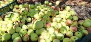 آغاز برداشت سیب گلاب در روستای شهید آباد آوج