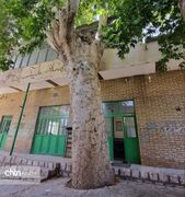آزادسازی حریم چنارهای کهنسال ارمک در اولویت میراث‌فرهنگی کاشان قرار دارد