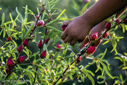 پنجمین جشن شکرانه برداشت چای ترش در روستای علوه برگزار می‌شود