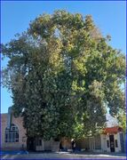 درخت چنار کهنسال روستای حریم آباد شهرستان زبرخان در فهرست میراث طبیعی ملی ثبت شد