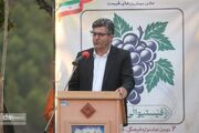 دومین جشنواره انگور سیاه میرآباد