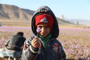 آغاز برداشت زعفران طلای سرخ تربت حیدریه