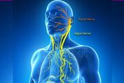عصب واگ؛ کلید طلایی آرامش و سلامت؟