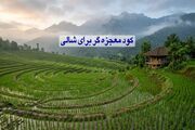 کود معجزه گر برای شالی + میزان و زمان مصرف
