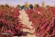 طرح شناسنامه‌دار کردن باغات درخراسان جنوبی آغاز شد