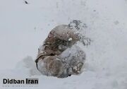 ارگان رسانه ای نزدیک به سپاه: برخی منابع دلیل شهادت مرزبان کردستانی را یخ‌زدگی و برخی دیگر تشنج یا تنگی نفس عنوان کرده‌اند