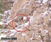 مشاهده یک قلاده پلنگ ایرانی در نزدیکی تهران+ عکس