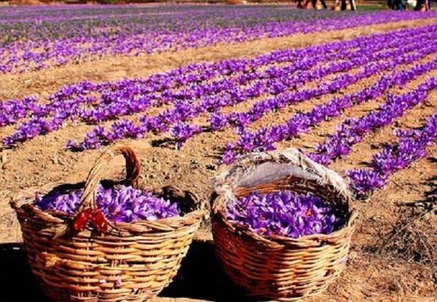 گرمایش جهانی چه بر سر مزارع زعفران می‌آورد؟ - اکونیوز