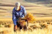 ۴۰ هزار تن گندم در شهرستان چناران خریداری شد - اکونیوز