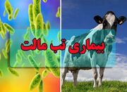 ابتلای ۱۸۰۰۰ نفر به تب مالت/بیماری افزایش چشمگیری نداشته است... -