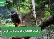 زخم قاچاقچیان چوب بر تن زاگرس - اکونیوز