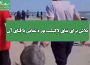 تلاش برای بقای لاکپشت پوزه عقابی یا فنای آن - اکونیوز