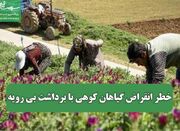 خطر انقراض گیاهان کوهی با برداشت بی رویه - اکونیوز