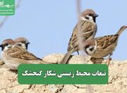 تبعات محیط زیستی شکار گنجشک - اکونیوز