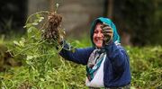 بانوان روستایی سرمایه‌های خاموش توسعه اجتماعی هستند - اکونیوز