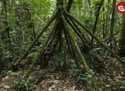 درختی که «پا» دارد و بعضی‌ها می‌گویند «راه می‌رود» - اکونیوز