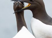 ۱۰ عکس بامزه از حیوانات که قطعا شما را می‌خنداند - اکونیوز