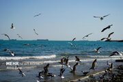 ورود پرندگان مهاجر به جزیره قشم برای زمستان گذرانی - اکونیوز