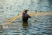 دستیابی ایران به فناوری اصلاح نژاد ماهی آزاد کاسپین؛ تولید ا... -