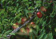 زنجان به یکی از قطب‌های اصلی تولید محصولات باغی ایران تبدیل ... -