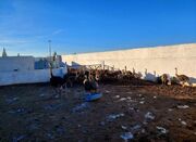 اشتغال زندانیان خراسان جنوبی در مزرعه پرورش شترمرغ - اکونیوز