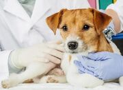 چطور با یک کلینیک حرفه‌ای، سلامت حیوان خانگی‌تان را تضمین کن... -