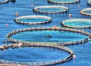 تولید ۵ هزار تن «ماهی در قفس» در خوزستان هدف‌گذاری شد - اکونیوز