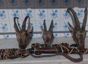 موسوی: سه شکارچی متخلف در اردکان دستگیر شدند - اکونیوز