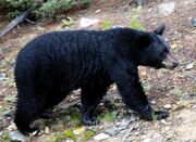 حمله خرس به دام‌های روستایی چهاردهنه‌ای و کاریزای رودان - اکونیوز