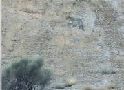 عباسیان: تراژدی انقراض یوزپلنگ ایرانی برای جمعیت محدود پلنگ ... -