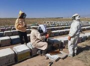 تولید بیش از ۳۱ هزار کیلوگرم عسل در شهرستان کاشمر - اکونیوز