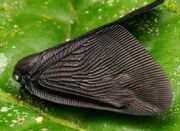 بتمن در دنیای حشرات، دیده شد - اکونیوز