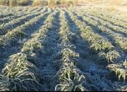 خسارت یخبندان به نرگس‌زارهای دره‌شهر - اکونیوز