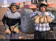 هسته‌ای در کشاورزی ــ 71  |اصلاح چغندرقند برای قنددهی ب... -