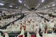 خرسندی: تولید گوشت مرغ در مراغه ۱۰ درصد افزایش یافت - اکونیوز