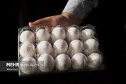 پیش‌بینی قیمت تخم‌مرغ، از هر شانه ۳۶۰۰۰۰ تا ۴۲۰۰۰۰ تومان - اکونیو