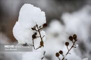 هواشناسی اصفهان: بیشترین بارش برف در فریدونشهر ثبت شد - اکونیوز