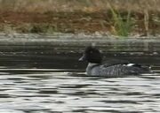 مشاهده پرنده کمیاب اردک چشم طلایی در تالاب جوکندان - اکونیوز