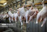 تمام حلقه‌های تولید مرغ در خوزستان فعالند/ برنامه‌ریزی‌ برای... -