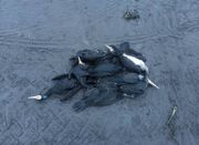 مرگ دسته‌جمعی پرندگان دریایی در ساحل انزلی؛ عامل انسانی است - اکو